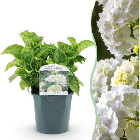 Hortensia Hydrangea macrophylla à Fleurs Blanches Plante de Jardin ou Intérieur Pot 17cm H30cm - PANGIVO (1/5)