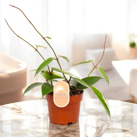 Gardenaria Hoya latifolia 'albomarginata' - Pianta da interno ornamentale - Altezza: 15 cm (vaso 12) (1/5)