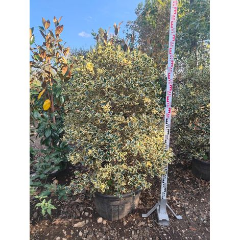 Houx Ilex Aquifolium Argenteomarginata Pyramide Pot 60 cm H 160-170 (1/4)