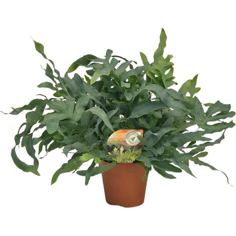 Phlebodium Blue Star Plante d’Intérieur Décorative Feuillage Graphique Pot 17 cm Hauteur 60 cm - PANGIVO (1/4)