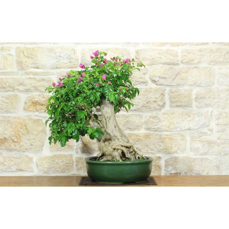 Bonsai di Bougainvillea Spectabilis (140) (1/5)