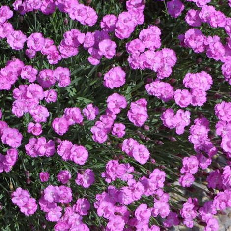 4 x Œillet de Grenoble 'Pink Jewel' - godet 9x9 cm