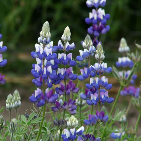 Graines de Lupin annuel nain - Lupinus nanus le sachet de 100 graines (1g) (1/2)