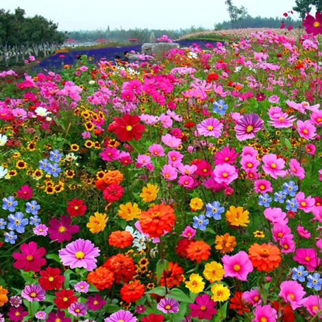 2000 graines de fleurs sauvages mélangées, faciles à cultiver, fleurs colorées, attirent les abeilles et les papillons, floraison en toutes saisons