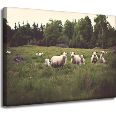 Leinwanddruck Natur Schafe auf der Weide 40x30 cm
