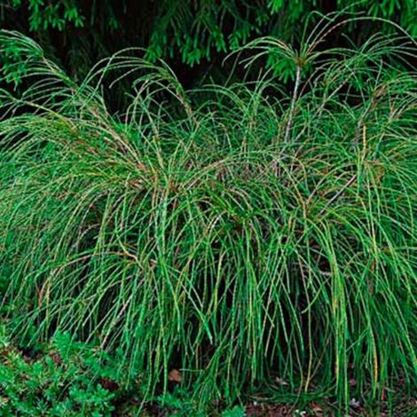 Thuya Whipcord - Thuja plicata Whipcord 20/30cm Pot 2,5L (1/4)