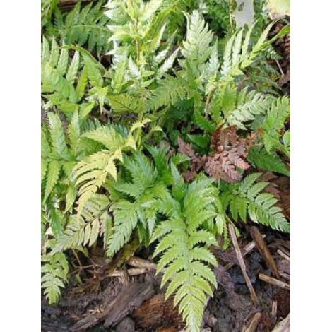 Aspidie rigens Godet de 8/9 cm (1/2)