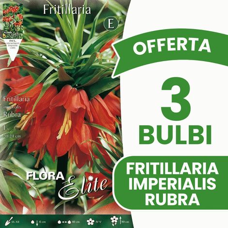 OFFERTA 3 BULBI FRITILLARIA IMPERIALIS RUBRA BULBO BULBS BULBES