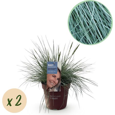 Lot de 2 Festuca glauca Intense Blue - Graminées Ornementales Persistantes - Bleu - Pot 17 cm H50 cm - PANGIVO (1/5)