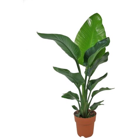 Strelitzia Nicolai - Uccello del Paradiso - Pianta Vera da Interno - H 75-90 cm Vaso Ø 19 cm (1/4)