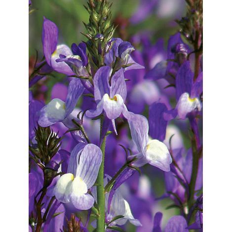 Linaire du Maroc 'Licilia Azure' le sachet de 1000 graines (0,1g) (1/2)