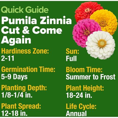 Lot de graines de Zinnia Dahlia – Zinnia Elegans pour jardin fleuri, bordures et pots (600 graines)