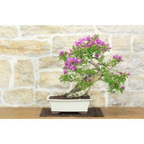 Bonsai di Bougainvillea Sanderiana (138) (1/5)