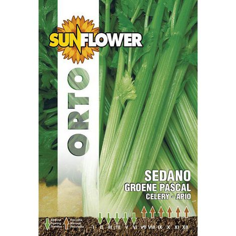 Semillas de apio verde Pascal girasol