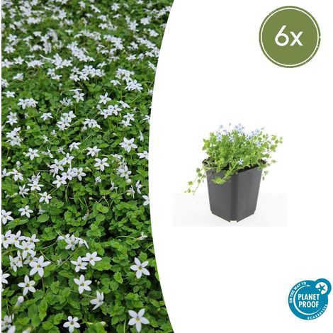 Lot de 6 Isotoma fluviatilis 'Alba' Couvre-sol Rustique à Fleurs Blanches Pot Ø9cm 10-25cm - PANGIVO (1/5)