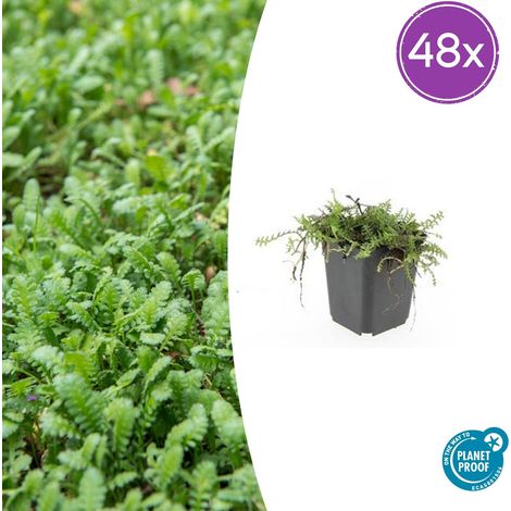 Leptinella squalida Lot de 48 Plantes Couvre-sol Persistantes pour Ombre Pot Ø 9 cm 10-25 cm - PANGIVO