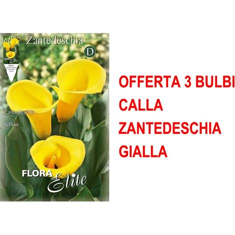 BULBI PRIMAVERILI OFFERTA 3 BULBI CALLA ZANTEDESCHIA GIALLA BULBO BULBS