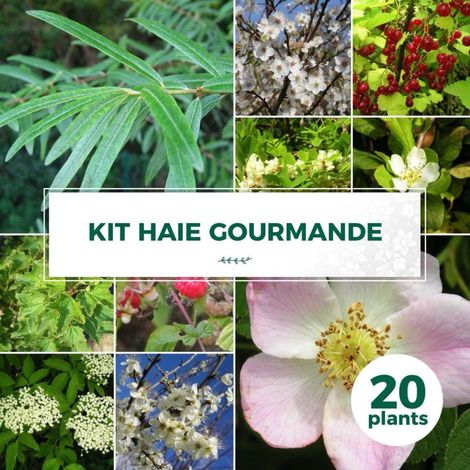 Haie Gourmande - 20 arbustes (1/2)