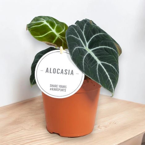 Gardenaria Alocasia 'Black velvet' - Pianta da interno ornamentale - Altezza: 25 cm (vaso 14) (1/5)