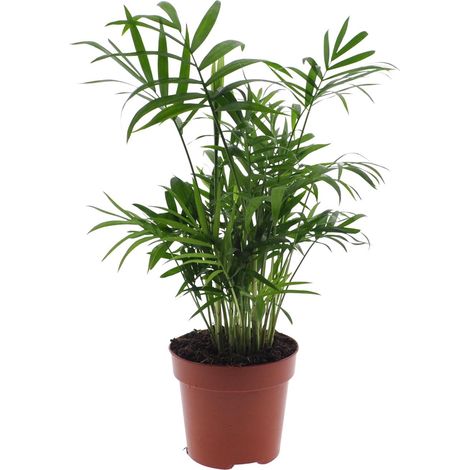 Palmier de Montagne Mexicain Chamaedorea Elegans Plante d'Intérieur Facile Ø12 cm H40 cm - PANGIVO (1/4)