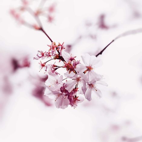 Tableau printemps fleurs blanc et rose | Tableau sur toile japonais idéal pour salle de bain | Tableau fleur de cerisier pastel - 0,5 x 0,5 m (1/2)