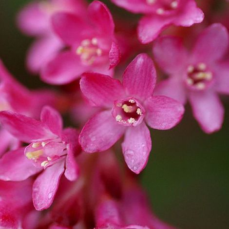 Groseillier à fleurs - Ribes sanguineum - 50-60 cm pot