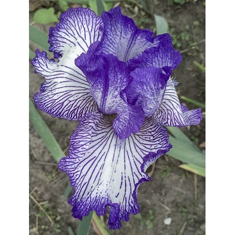 Iris des jardins 'Autumn Circus ' Rhizome, Calibre 4/6