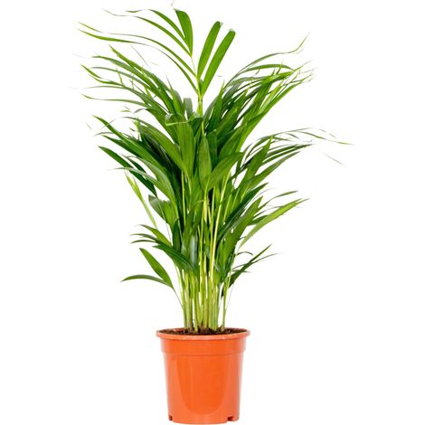 Bloomique - Dypsis Lutescens - Palmier Areca - Plantes d’intérieur - Dépolluante - Sans danger pour les animaux - Hauteur 60-70 cm - Pot 17 cm
