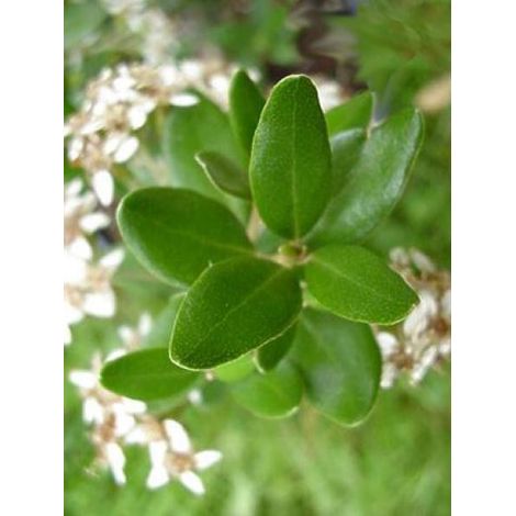 Olearia x haastii Pot de 2L/3L (1/3)