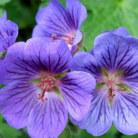 4 x Géranium vivace  - Geranium 'Blue Blood'  - godet 9x9 cm (1/4)