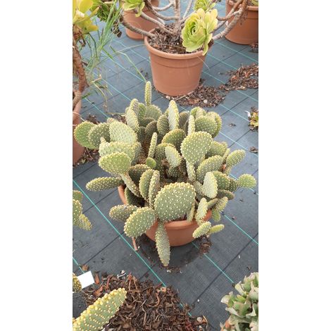 Opuntia Microdasys Rossa