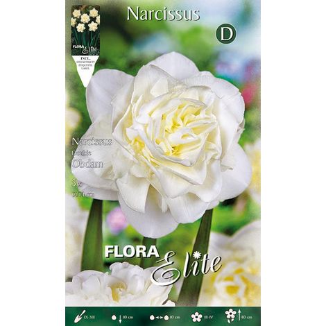 BULBI AUTUNNALI NARCISO DOUBLE OBDAM CONFEZIONE 5 BULBI BULBS BULBES