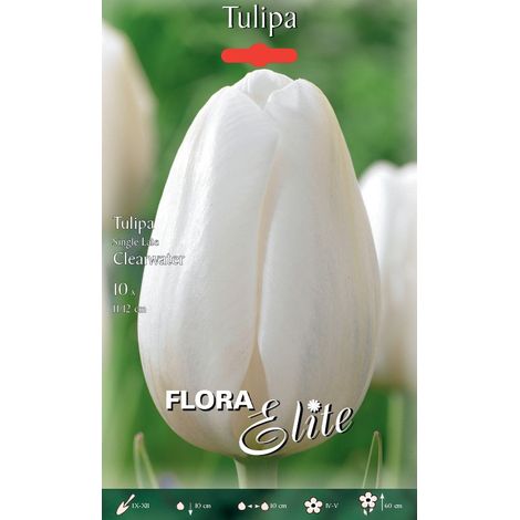 BULBI AUTUNNALI TULIPANO SINGLE LATE CLEARWATER CONFEZIONE DA 10 BULBI BULBS BULBES