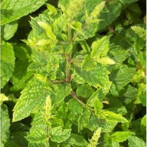 6 x Mentha Spicata 'Marocco' Menthe marocaine - Pot de menthe Mojito 9x9cm - Plante de menthe - Plantes - Plantes de jardin - Herbes aromatiques (1/3)