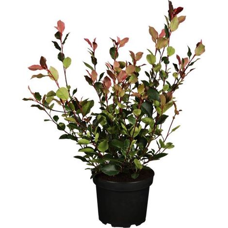 Glanzmispel 'Little Red Robin' Photinia fraseri 'Little Red Robin' 3L 40- 60 (1/4)