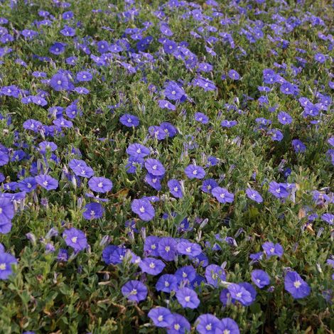 Liseron Blue Cascade, Convolvulus/Lot de 3 godets