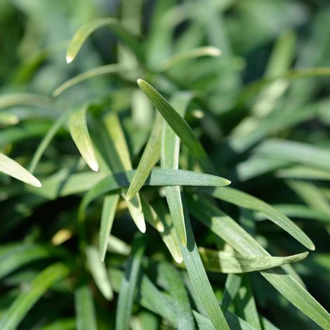 Ophiopogon du Japon 'Minor' Pot de 1L/1,5L (1/2)