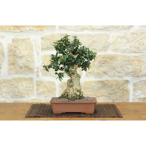 Bonsai di Olivastro (274)