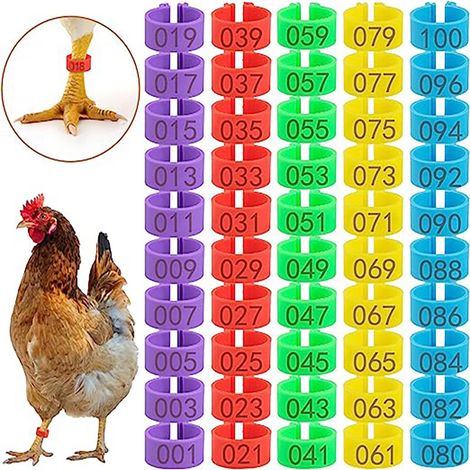 Bague de reconnaissance pour poulet, anneau de patte de 20 mm en plastique coloré. (1/5)