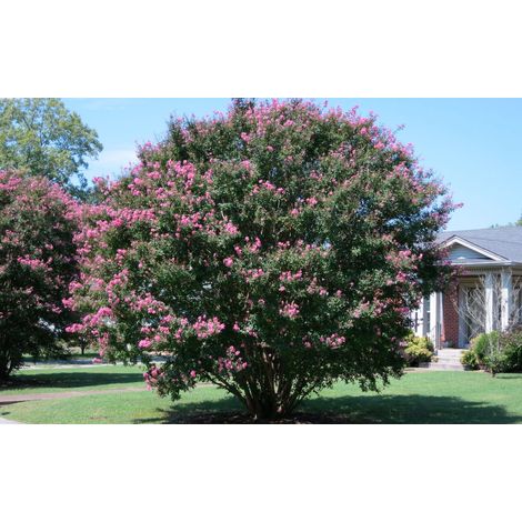 Pianta di Lagerstroemia indica (Mirto Crespo) a Cespuglio in Vaso ø33 cm, Altezza 100/120 cm, Lillà delle Indie, Colori Casuali (1/5)