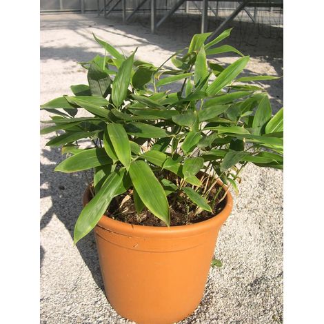 Gardenaria Bambù Nano Veitchii - Sasa veitchii - Bambù ornamentale da esterno - Altezza: 30 cm (vaso 16)