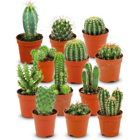 Lot de 12 Mini Cactus et Plantes Grasses Variées pour Décoration Intérieure, Ø 5,5 cm, H 5-10 cm - PANGIVO (1/4)