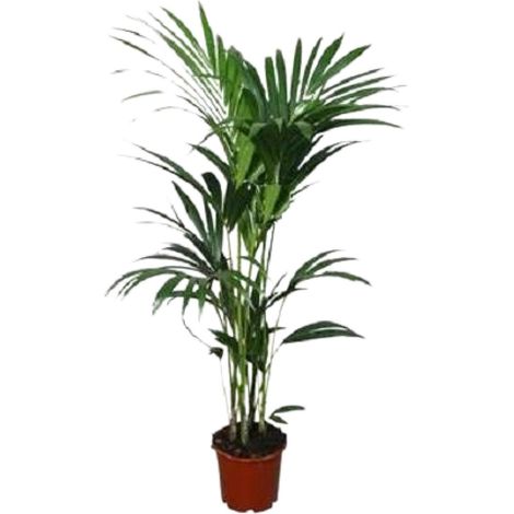 Palmier Kentia Howea forsteriana Plante d'Intérieur Purificatrice Hauteur 120 cm Pot Ø 24 cm - PANGIVO (1/4)