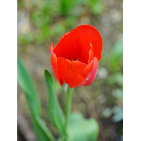 Tulipe Darwin 'Red Impression' Bulbe calibre 12+ (par 10) (1/2)
