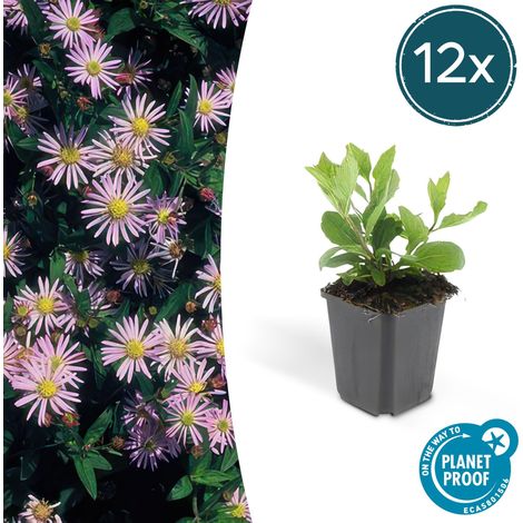 Lot de 12 Aster ageratoides 'Asran' Plante Vivace d'Automne Fleurs Bleu Clair Pot Ø9cm - PANGIVO (1/5)