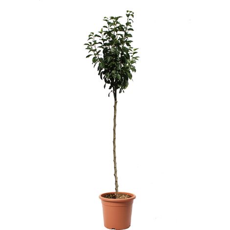 Pianta di Pero - Pero Abate Fetel - Alberello da Frutto - Vaso Ø 28 cm (1/3)