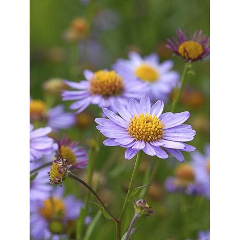 Aster de Mongolie 'Antonia' Godet de 8/9 cm (1/3)