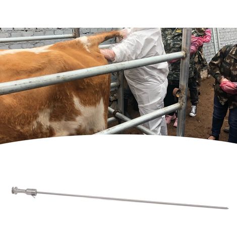 Pipette d'insémination bovine en acier inoxydable à ressort à encliquetage pour équipement vétérinaire de ferme laitière