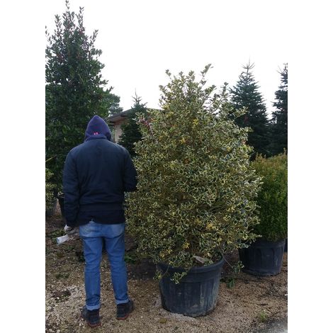 PIANTA DI AGRIFOGLIO ILEX VARIEGATO ALTEZZA 140/150 CM FOTO REALI