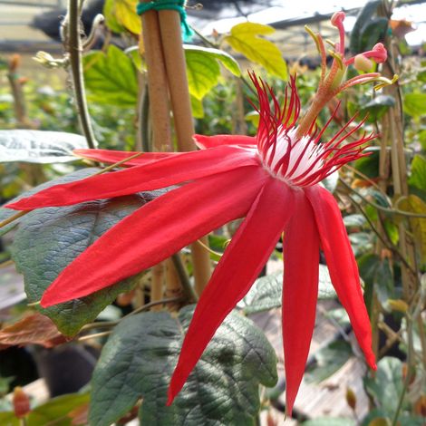 Passiflore à feuilles de vigne Pot de 2L/3L (1/2)